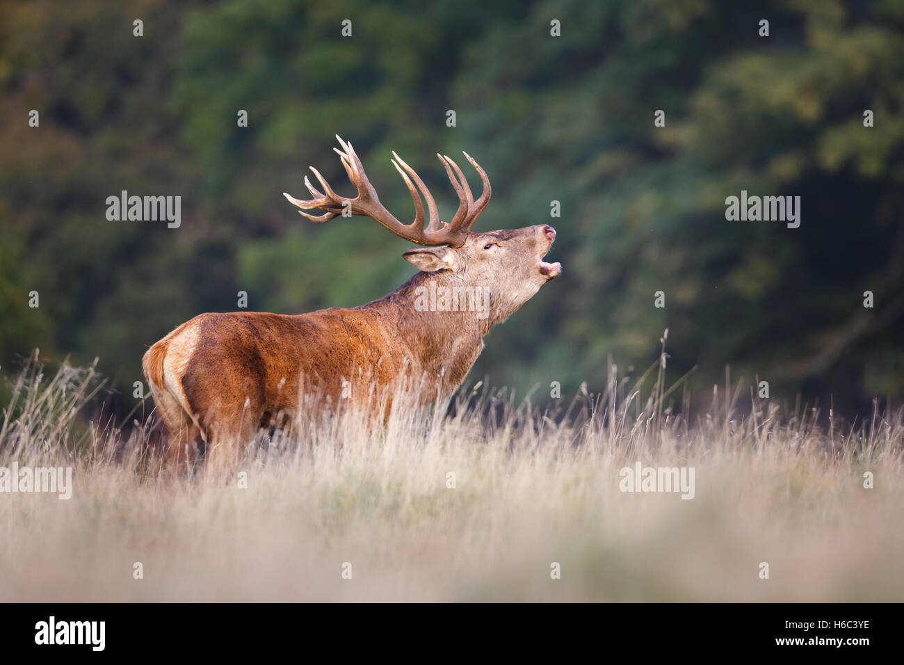 red deer stag during rut Stock Photo