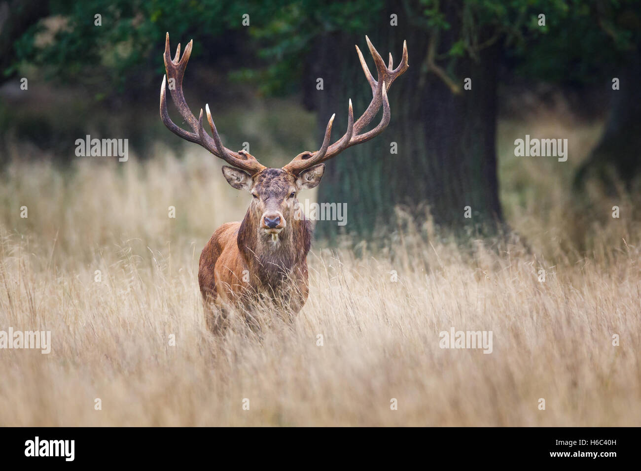 red deer stag during rut Stock Photo - Alamy
