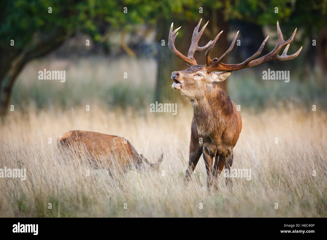 red deer stag during rut Stock Photo - Alamy
