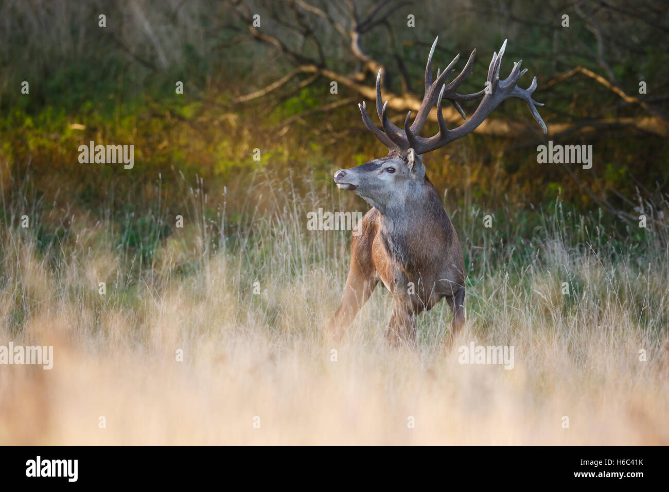 red deer stag during rut Stock Photo - Alamy
