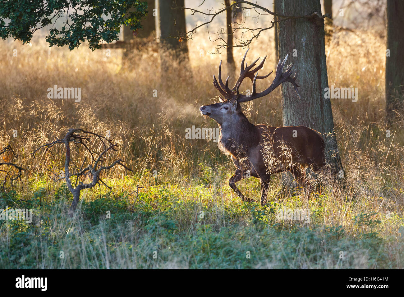 red deer stag during rut Stock Photo