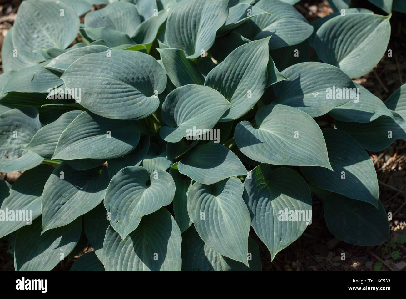 Siebold's hosta (Hosta sieboldiana). Evergreen plant. Stock Photo