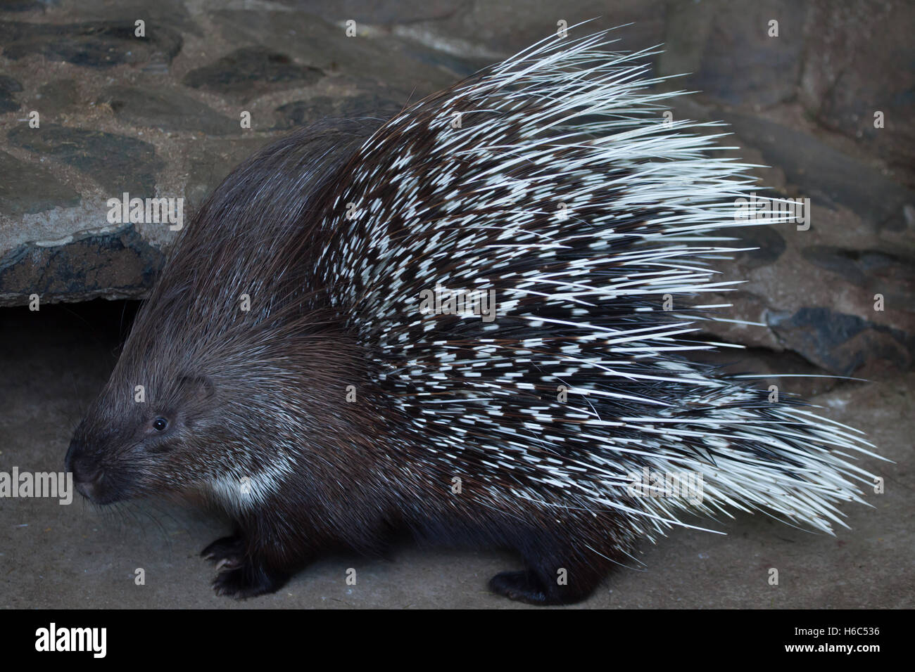Indian crested porcupine (Hystrix indica), also known as the Indian porcupine. Wildlife animal. Stock Photo