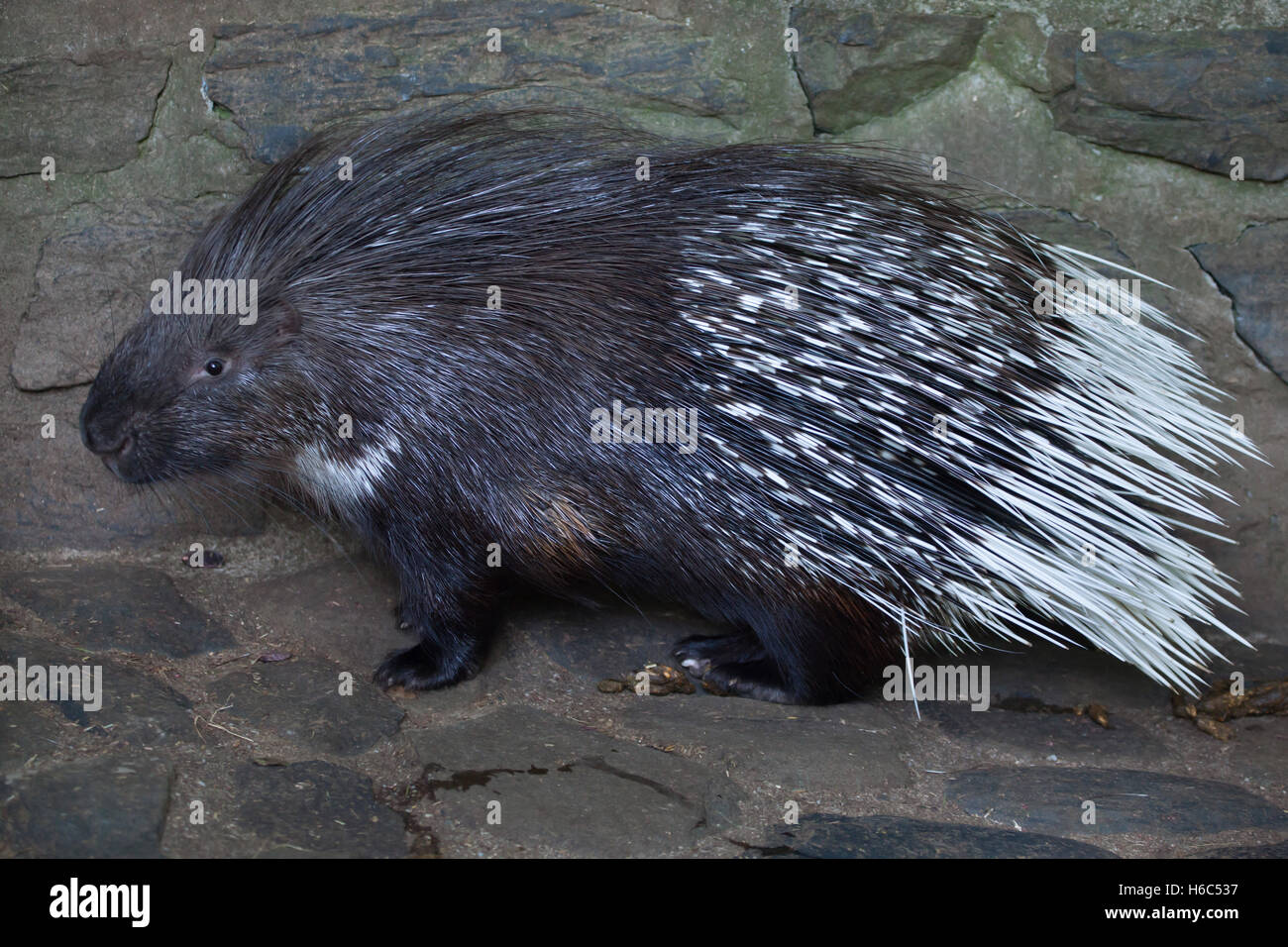 Indian crested porcupine (Hystrix indica), also known as the Indian porcupine. Wildlife animal. Stock Photo