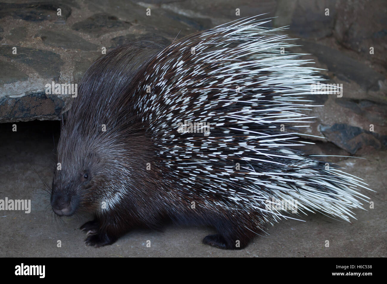 Indian crested porcupine (Hystrix indica), also known as the Indian