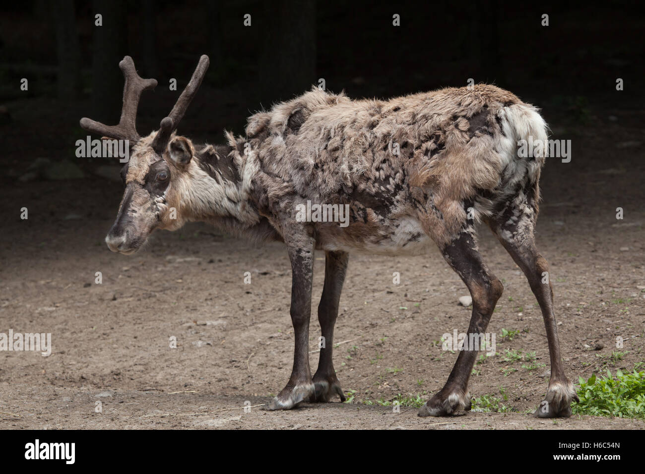 Domestic reindeer (Rangifer tarandus f. domestica), also known as the domestic caribou. Stock Photo