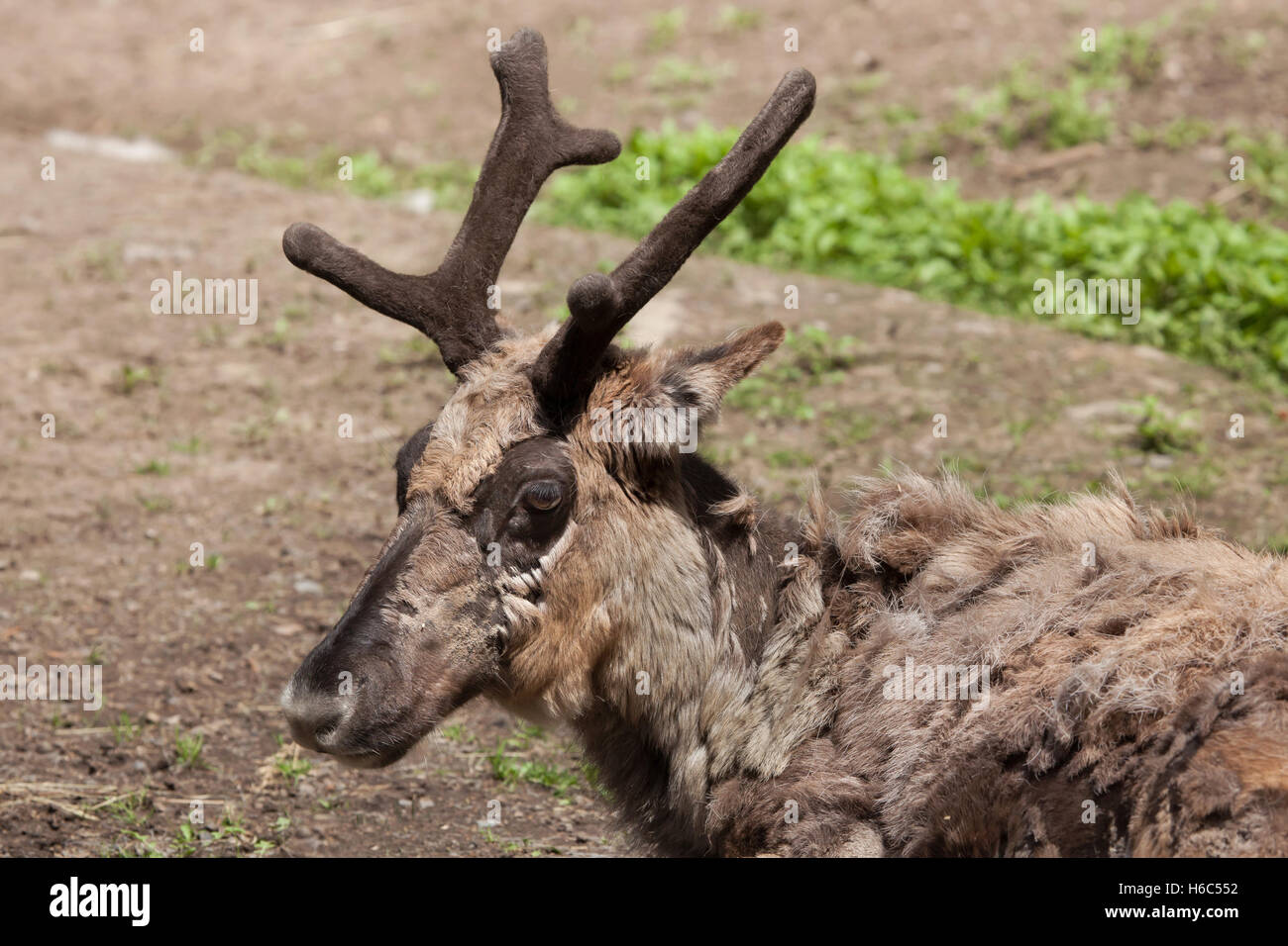 Domestic reindeer (Rangifer tarandus f. domestica), also known as the domestic caribou. Stock Photo