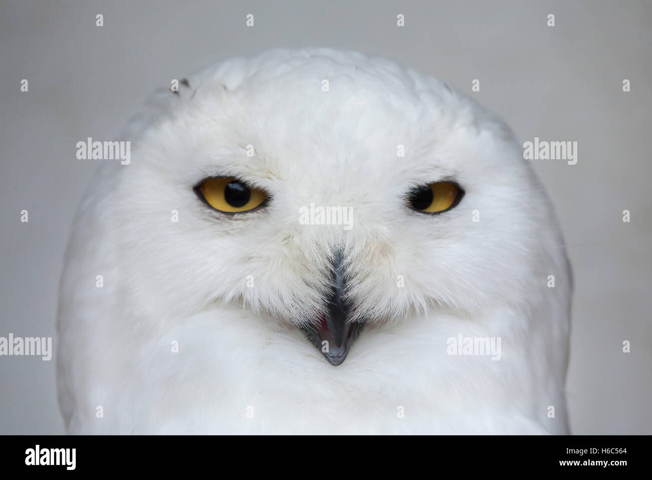 Snowy owl (Bubo scandiacus). Wildlife animal. Stock Photo