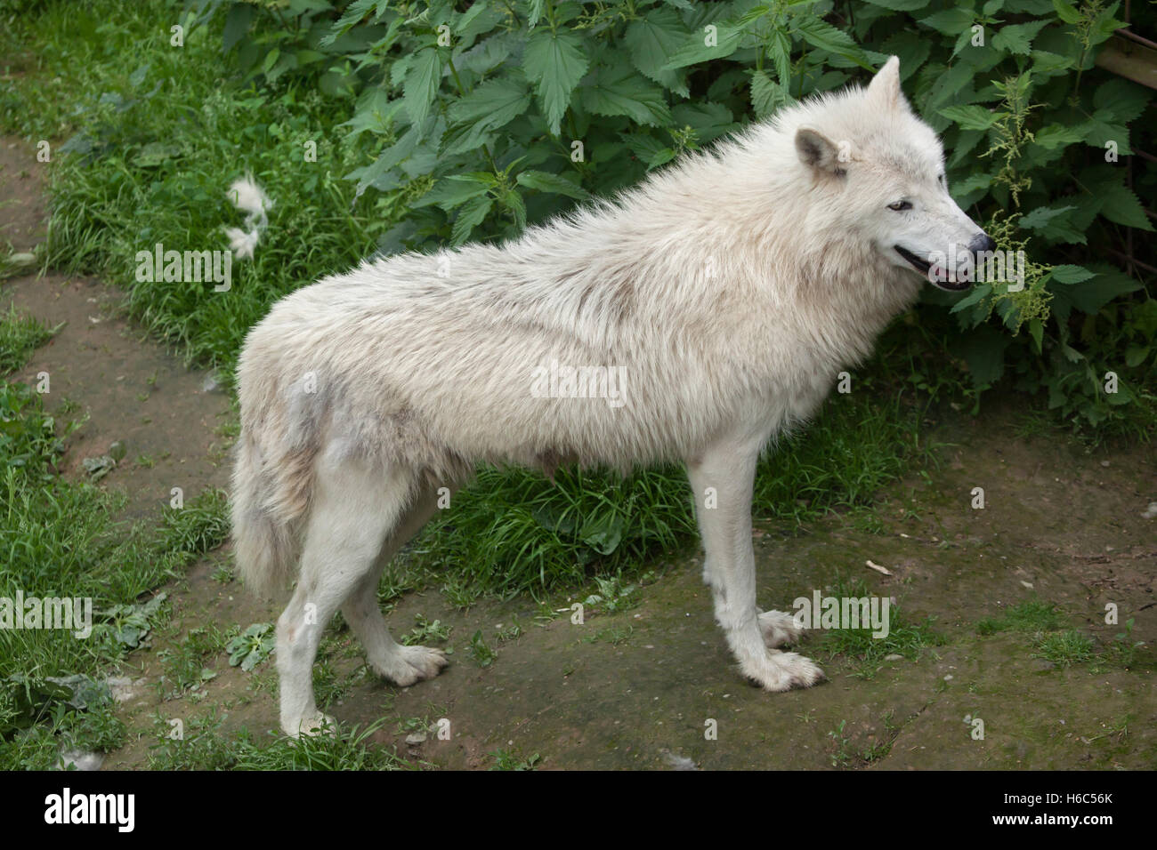 baffin island wolf