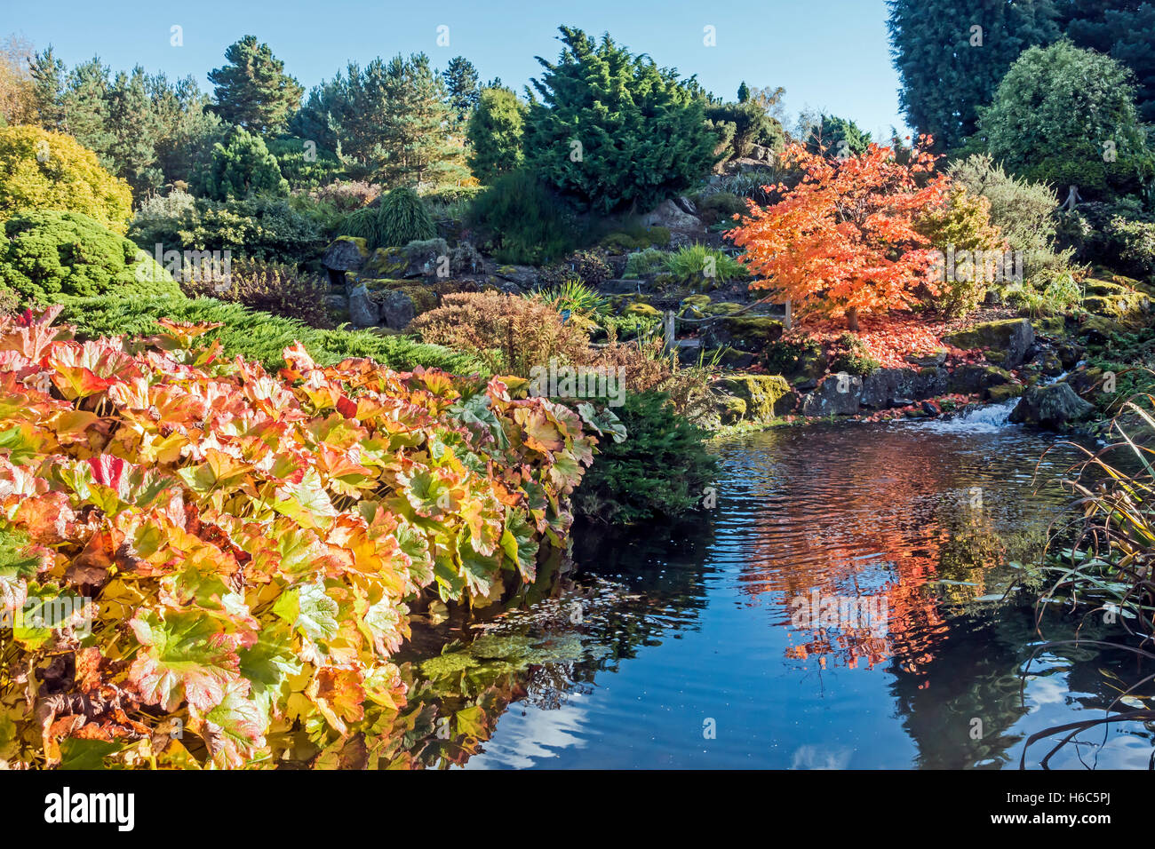 The Rock Garden and stream area in Royal Botanic Garden in Edinburgh Scotland in autumn colours & Acer Sieboldianum plant right Stock Photo