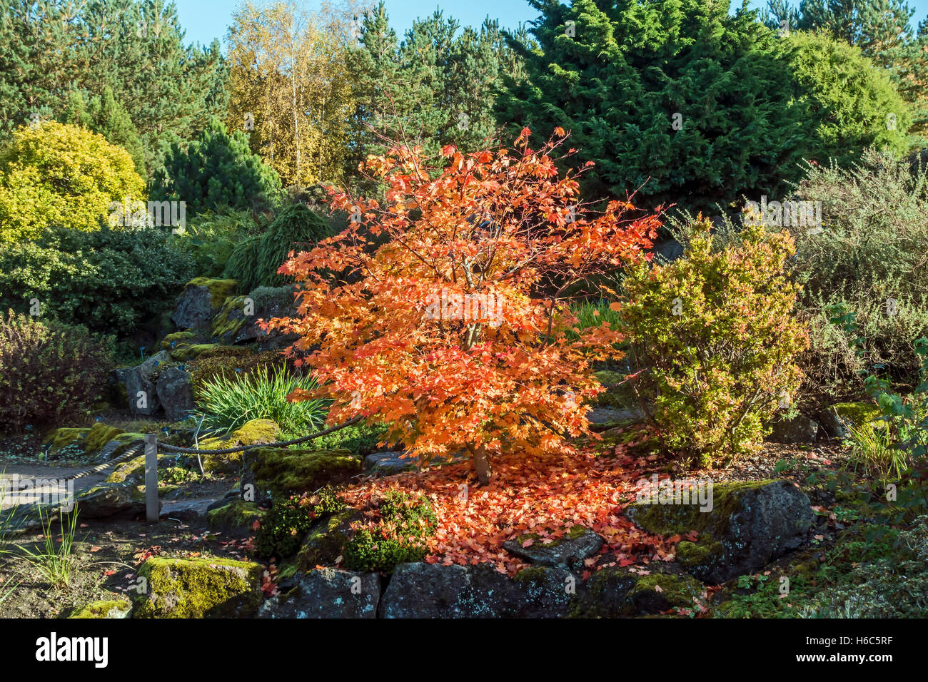 Acer Sieboldianum plant in Rock Garden Royal Botanic Garden in Edinburgh Scotland in autumn Stock Photo