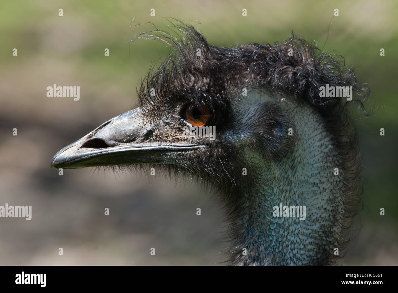 Emu (Dromaius novaehollandiae). Wildlife animal. Stock Photo
