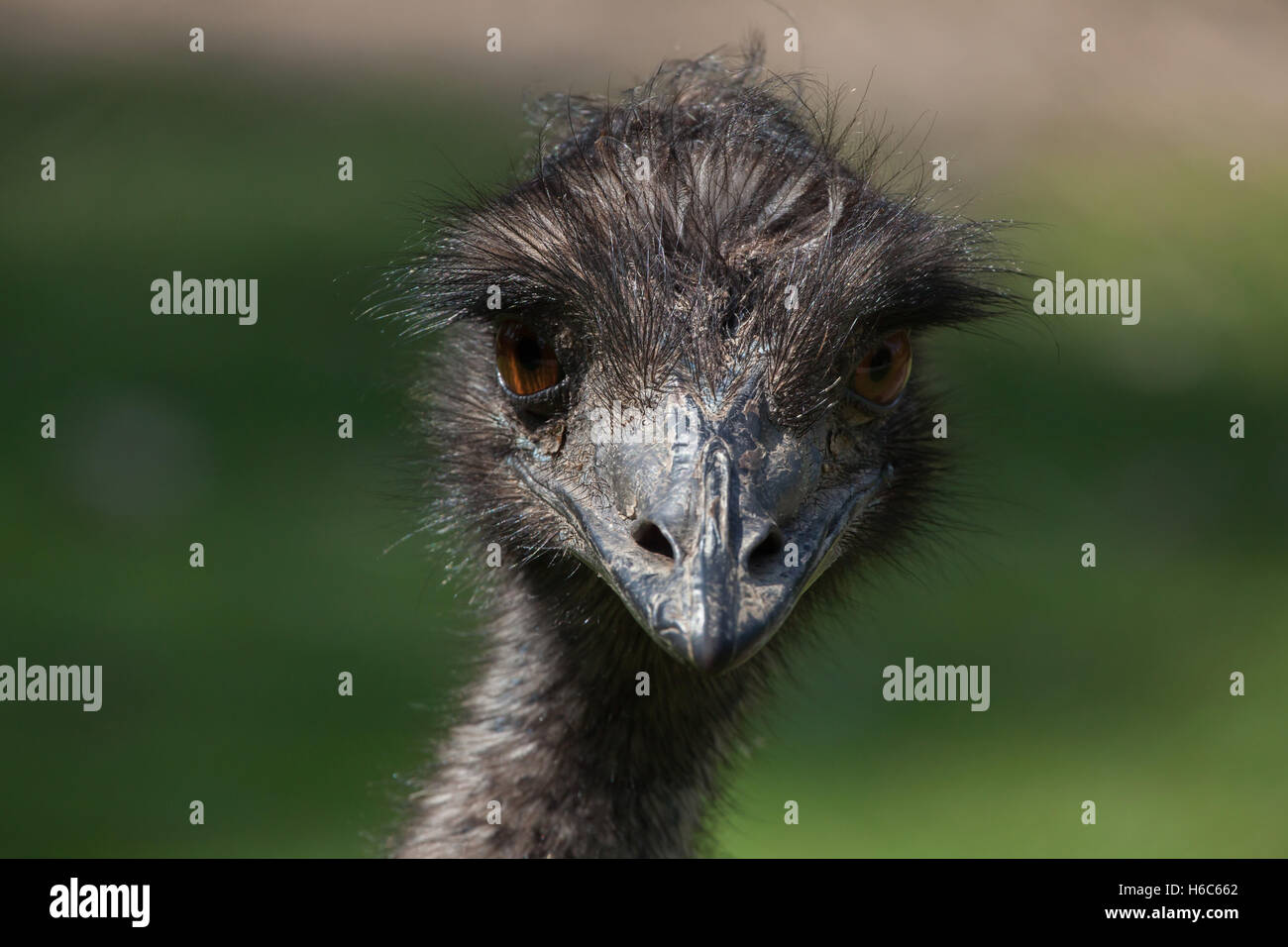 Emu (Dromaius novaehollandiae). Wildlife animal. Stock Photo