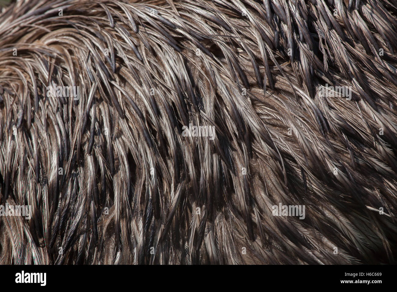 Emu (Dromaius novaehollandiae). Plumage texture. Stock Photo