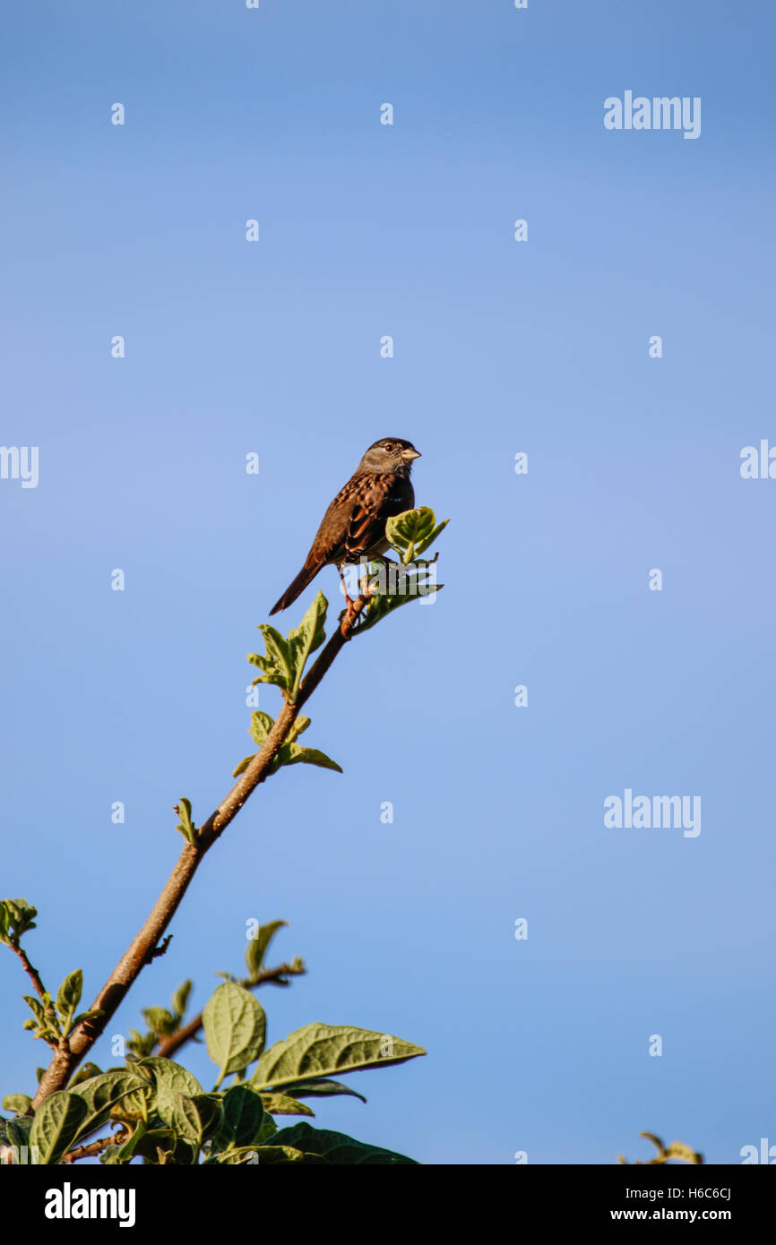 A bird sitting at the top of a tree Stock Photo