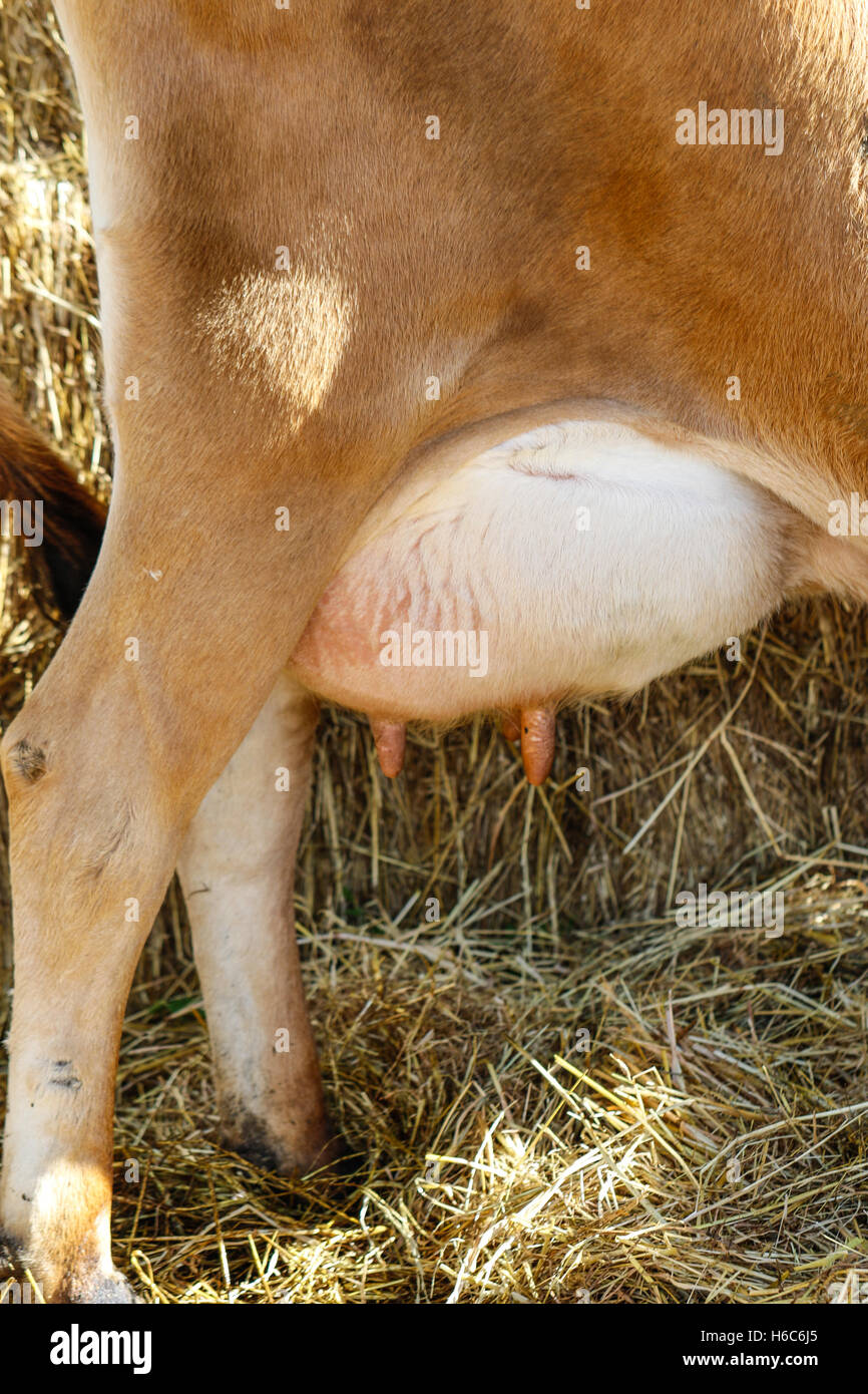 Cows udder hires stock photography and images Alamy