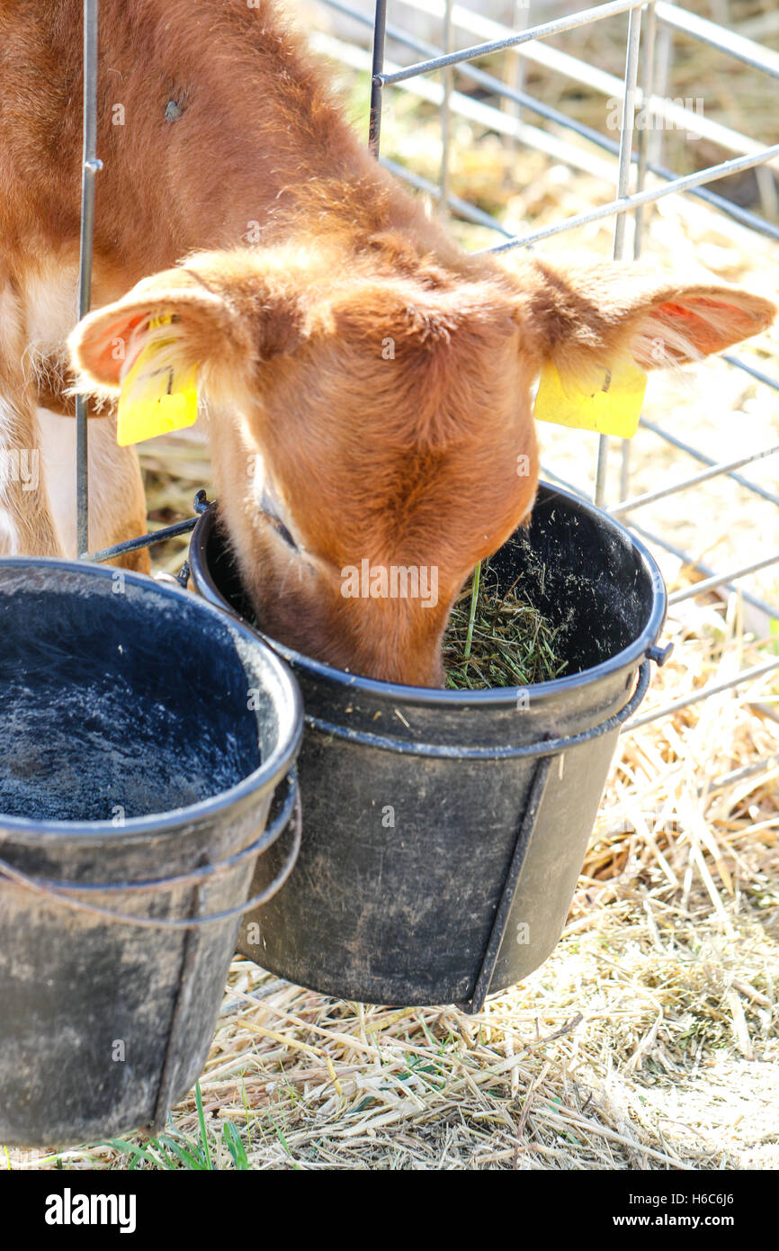 Cow head bucket hires stock photography and images Alamy
