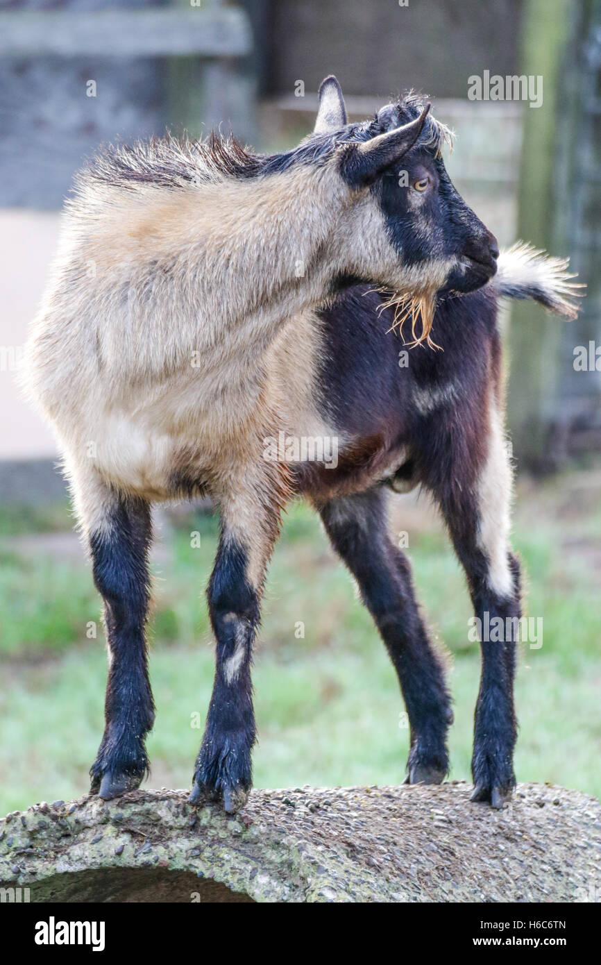 Billy goat standing around Stock Photo