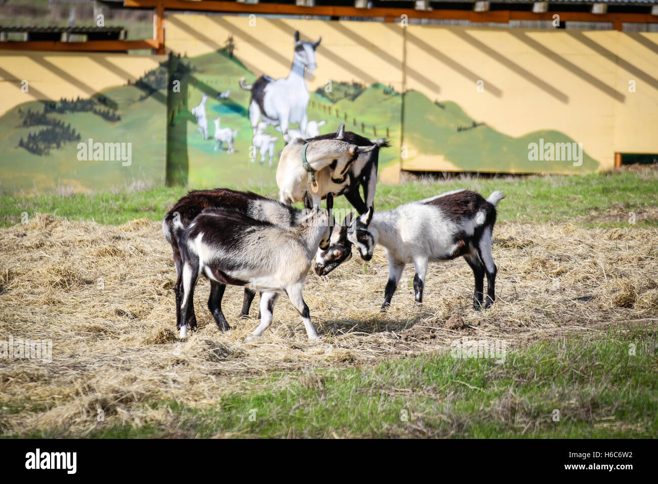 Goats playing outside Stock Photo