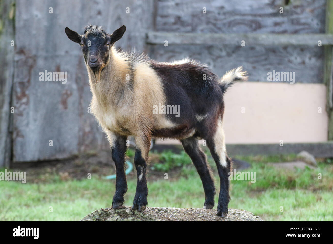 Billy goat standing around Stock Photo