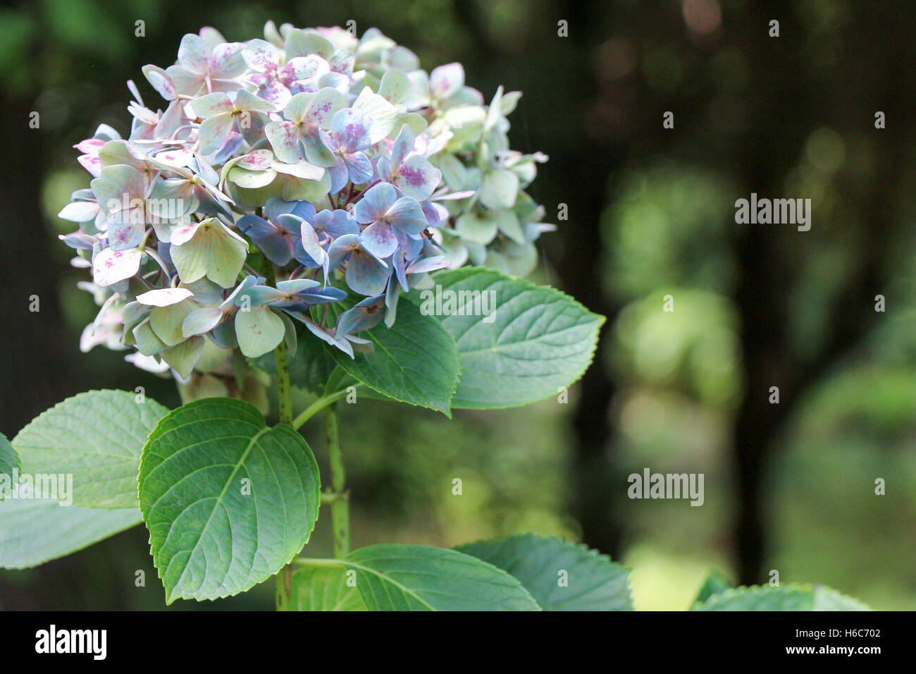 Beautiful fresh hydrangea flowers in nature background Stock Photo