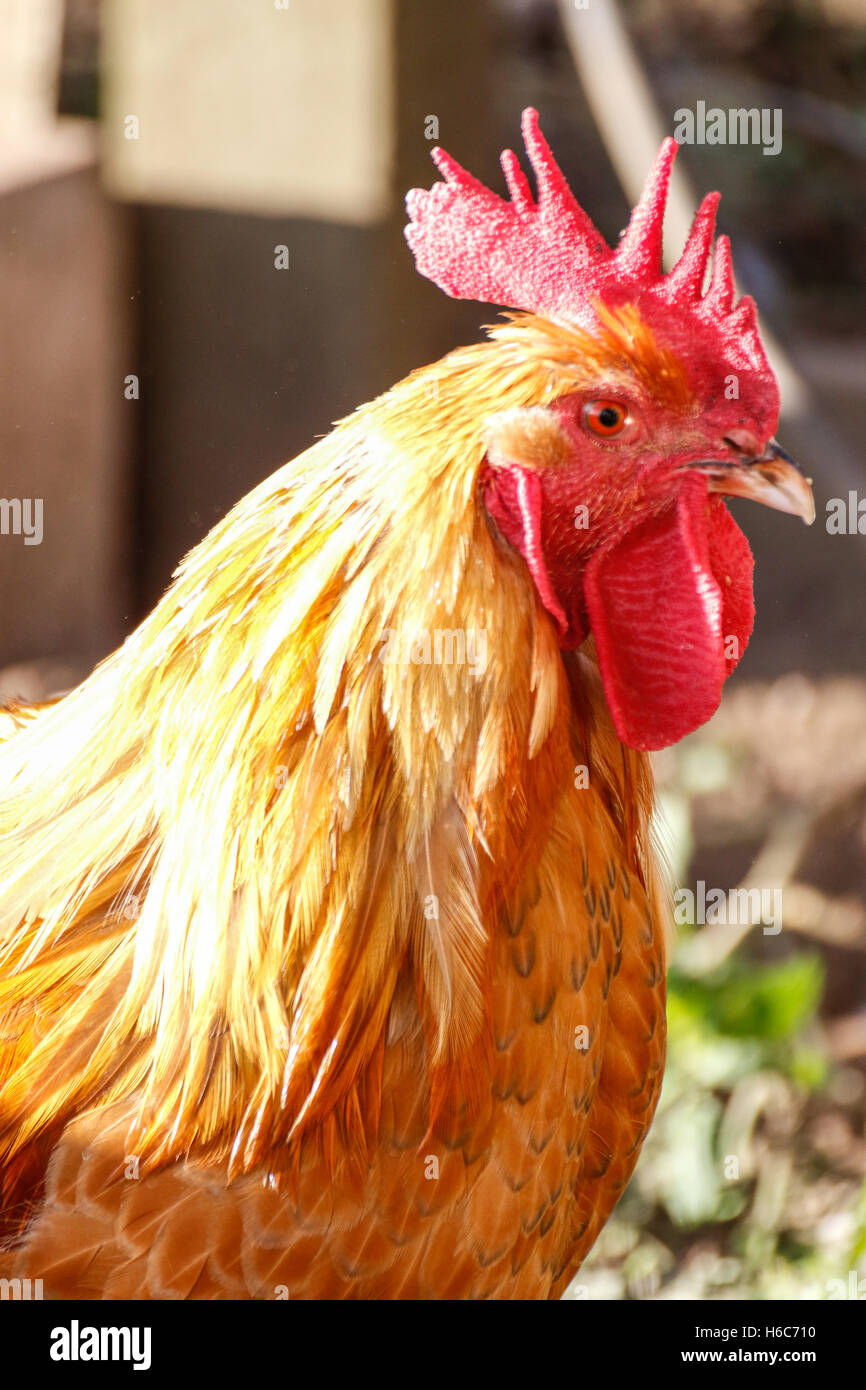 hen-standing-on-one-leg-stock-photo-alamy