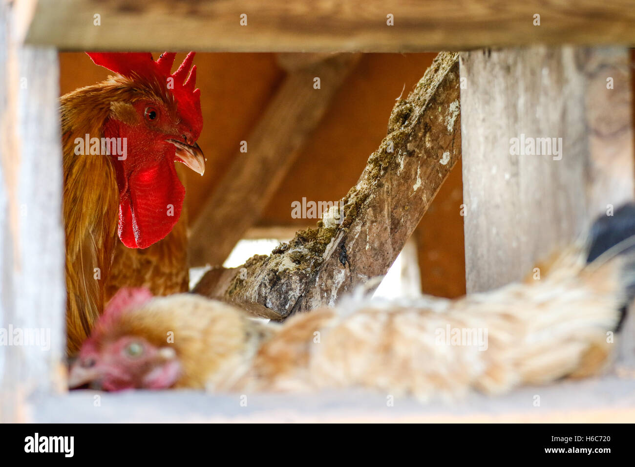 Hen house hires stock photography and images Alamy