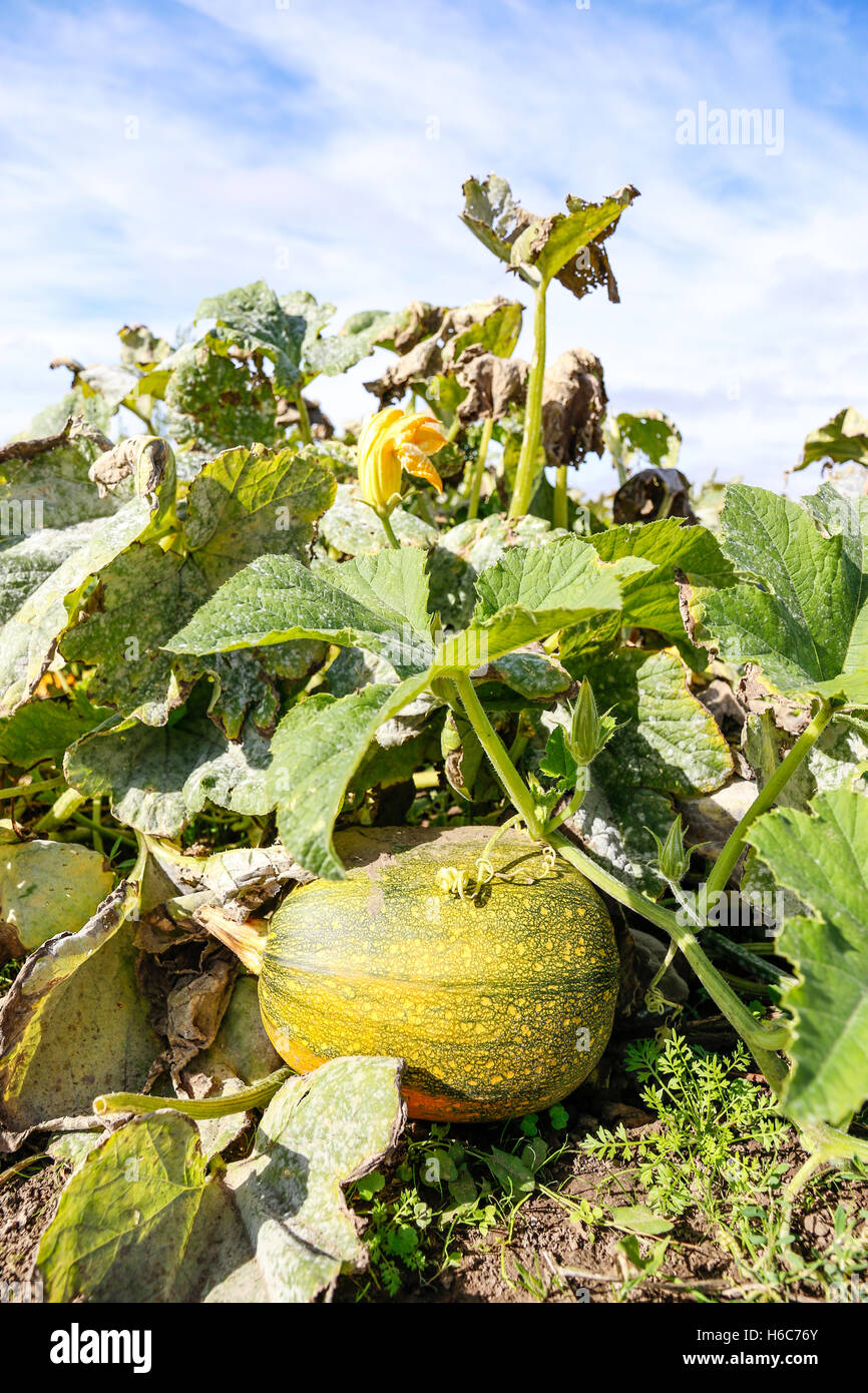 Pumpkins growing at the pumpkin patch Stock Photo - Alamy