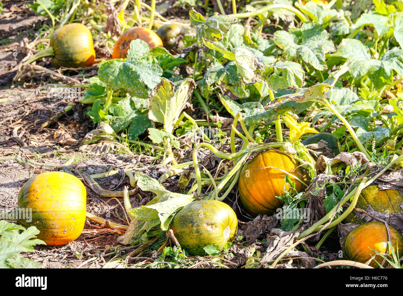 Pumpkins growing at the pumpkin patch Stock Photo - Alamy