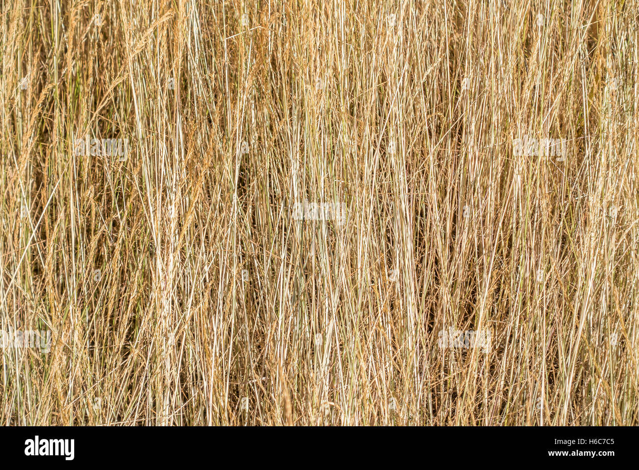 Tall dry grass closeup. Texture or background Stock Photo Alamy