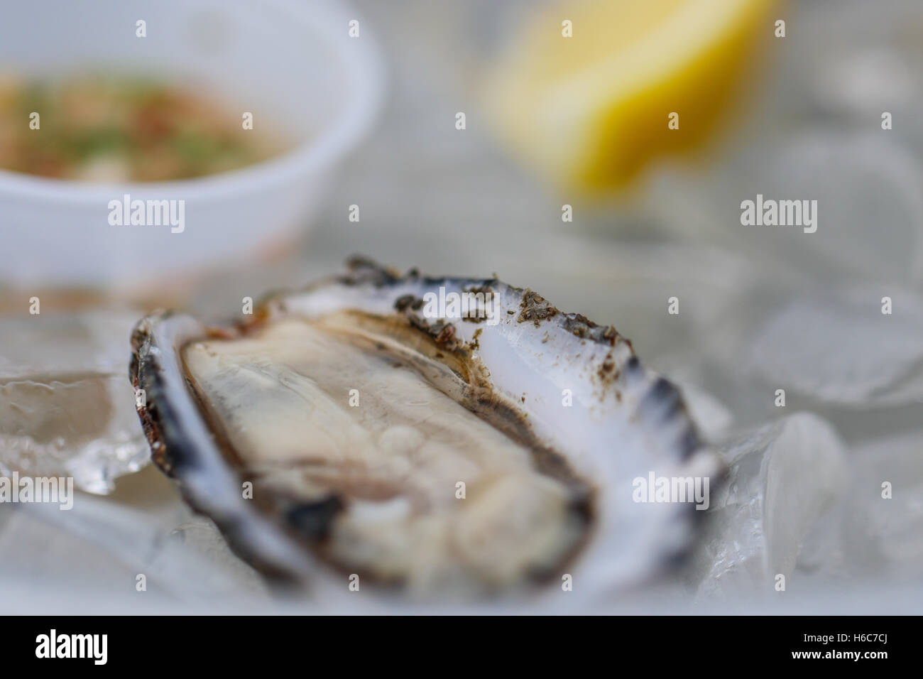 Oysters ready to eat. Stock Photo