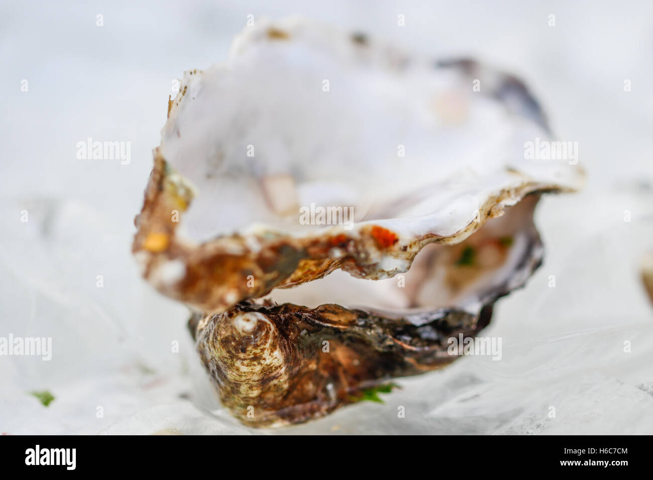 Oysters ready to eat. Stock Photo