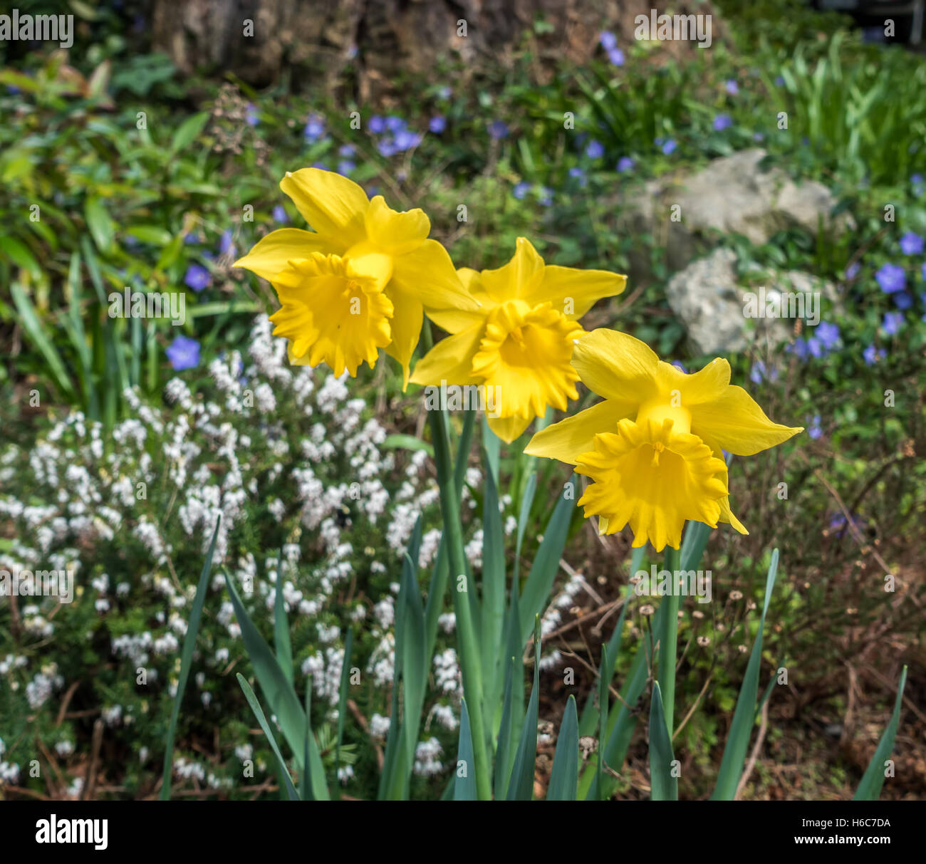 Three Daffodils bloom in Spring. Stock Photo