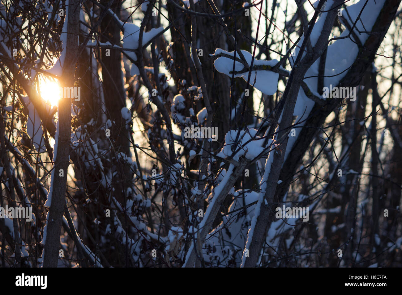 sunset through tree brunches covered with snow Stock Photo - Alamy