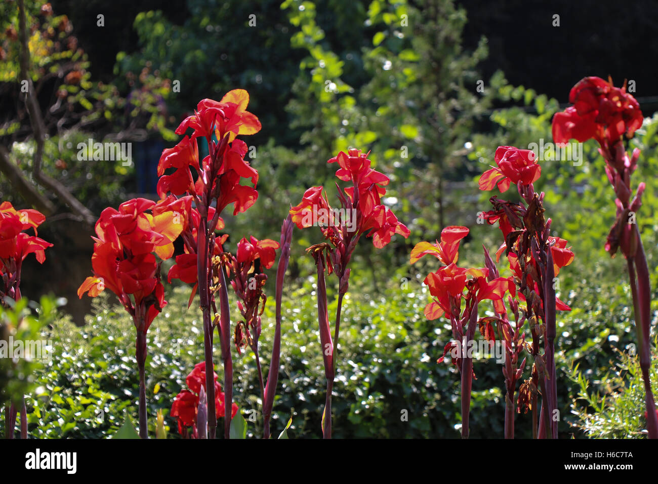 Beautiful fresh Iris flowers in nature background Stock Photo