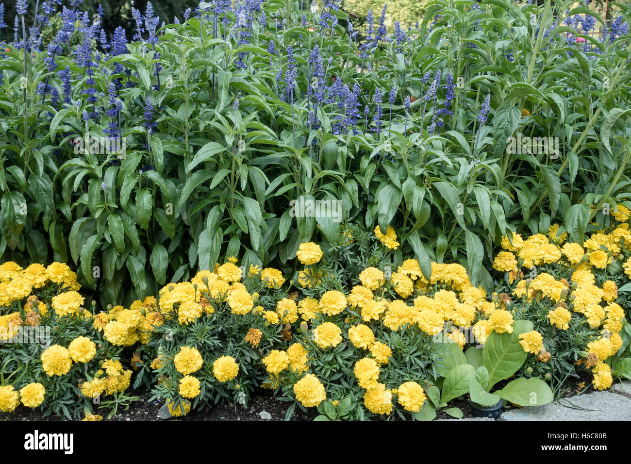 A cluster of  yellow Marigolds with blue flowers. Background shot. Stock Photo