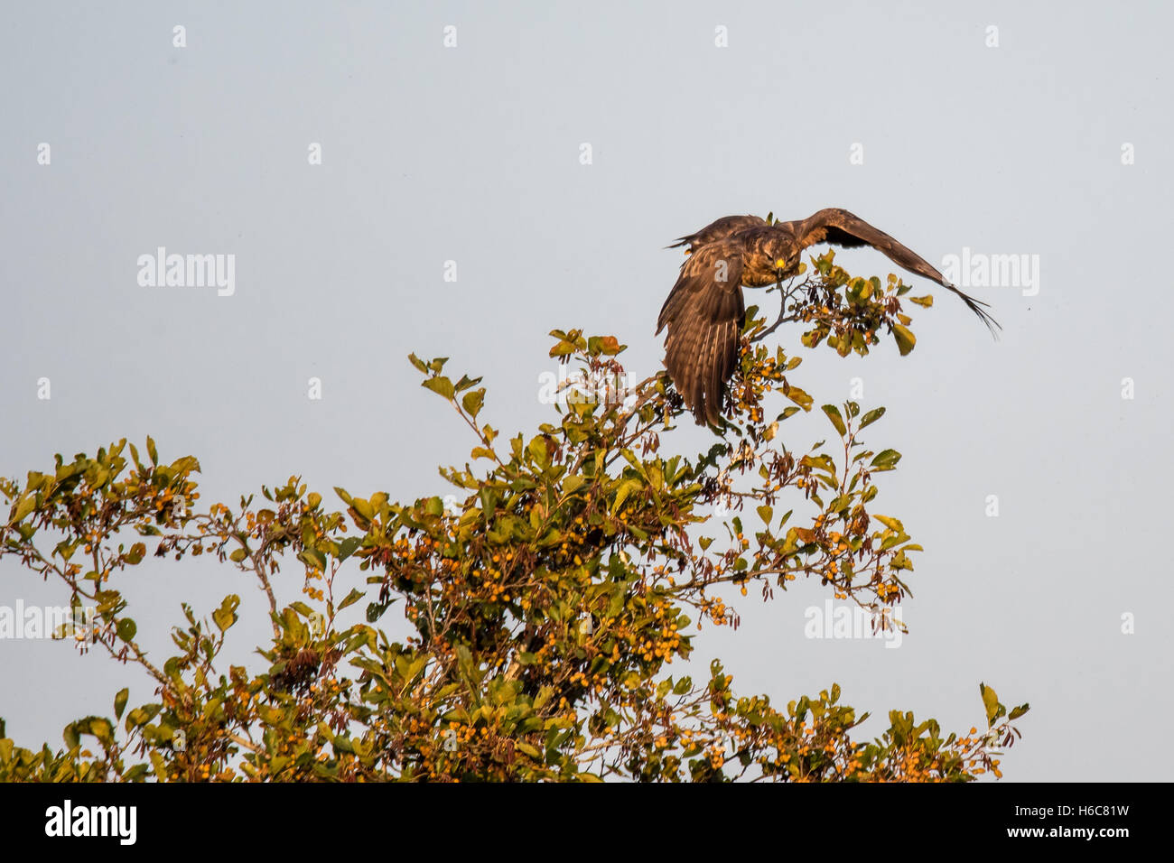 Buzzard (Buteo buteo) taking flight from tree. Large bird of prey at moment of launch from alder tree at Shapwick Heath Stock Photo