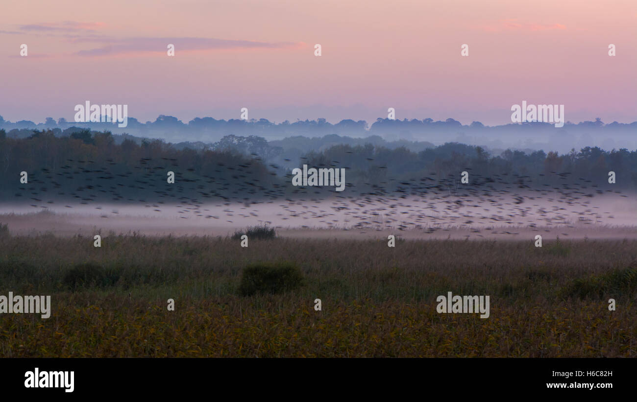 Shapwick Heath at dusk, with starling murmuration. Fog settling over wetland in Somerset, with the first starlings to arrive Stock Photo