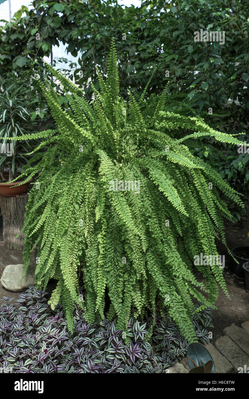 Green leaves of the spring season Stock Photo - Alamy