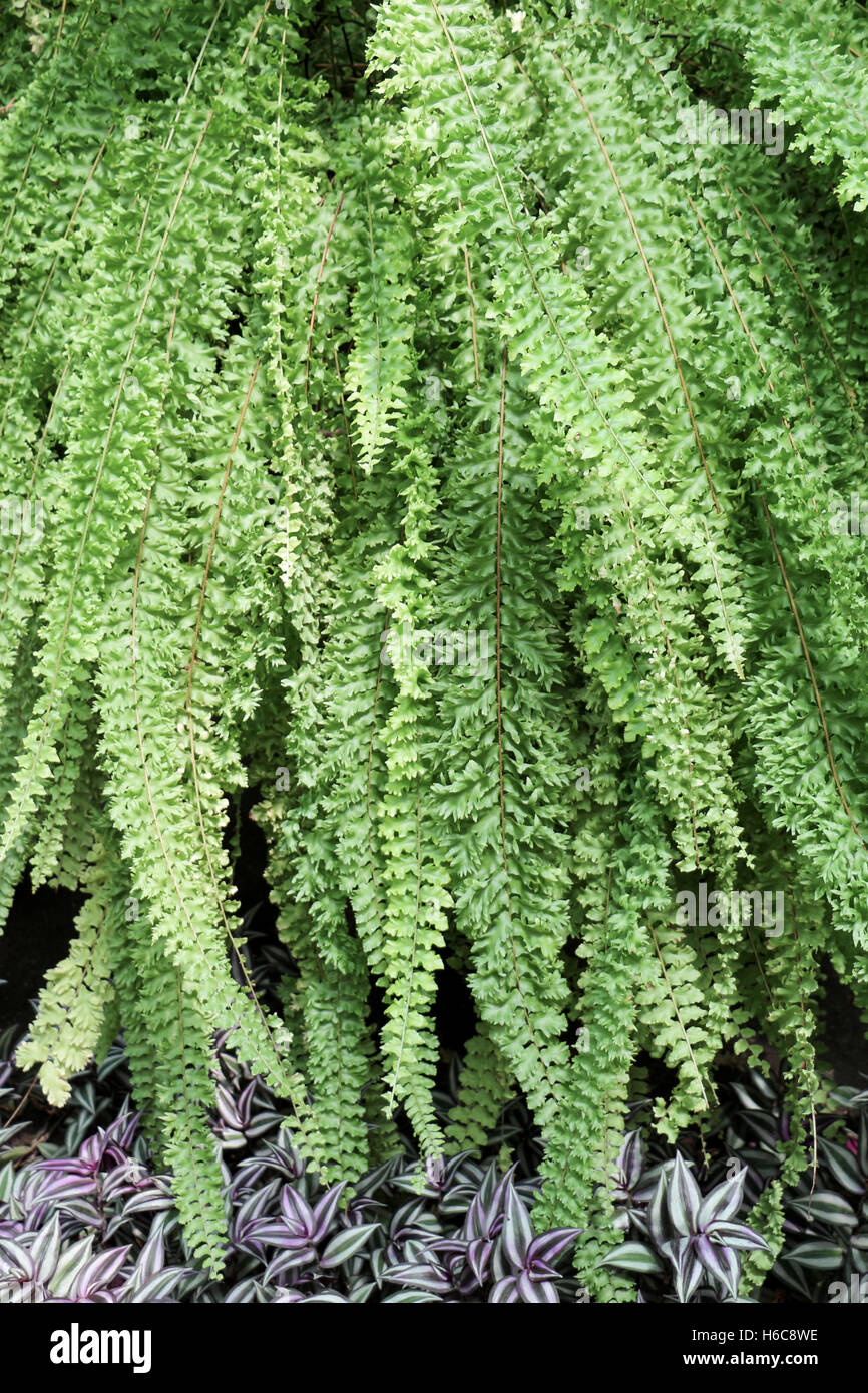 Green leaves of the spring season Stock Photo - Alamy