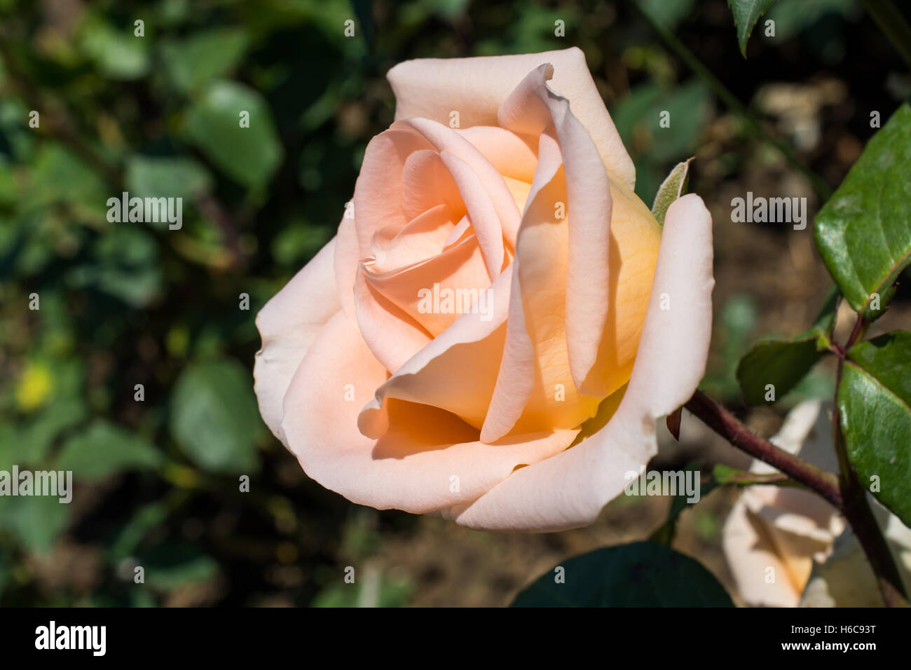 Beautiful rose in nature background Stock Photo - Alamy
