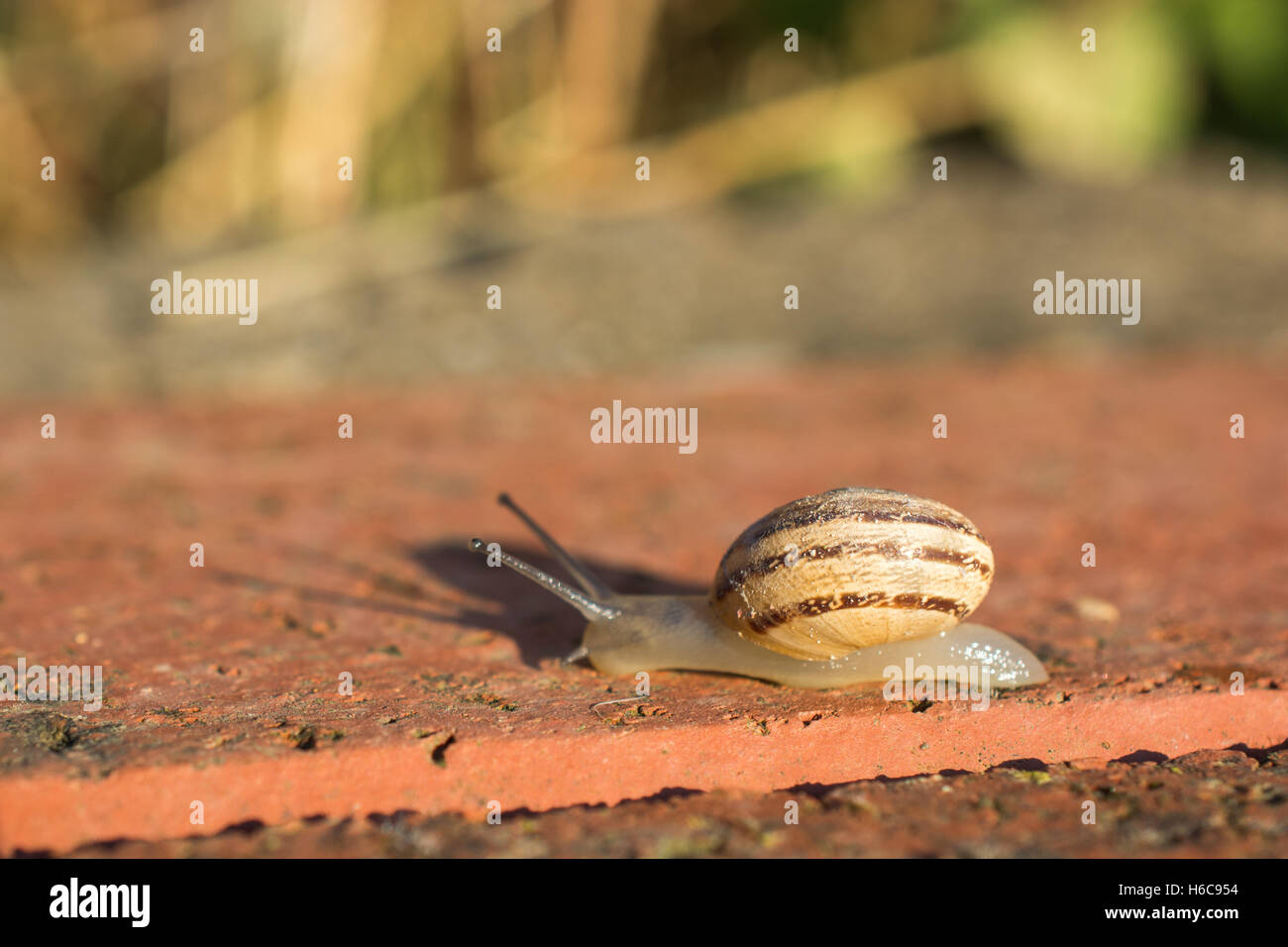 The snail slides up down the stony ground Stock Photo - Alamy