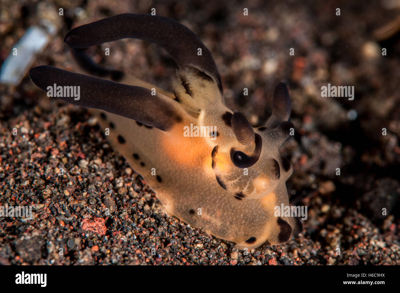 nudibranch in tulamben, bali Stock Photo