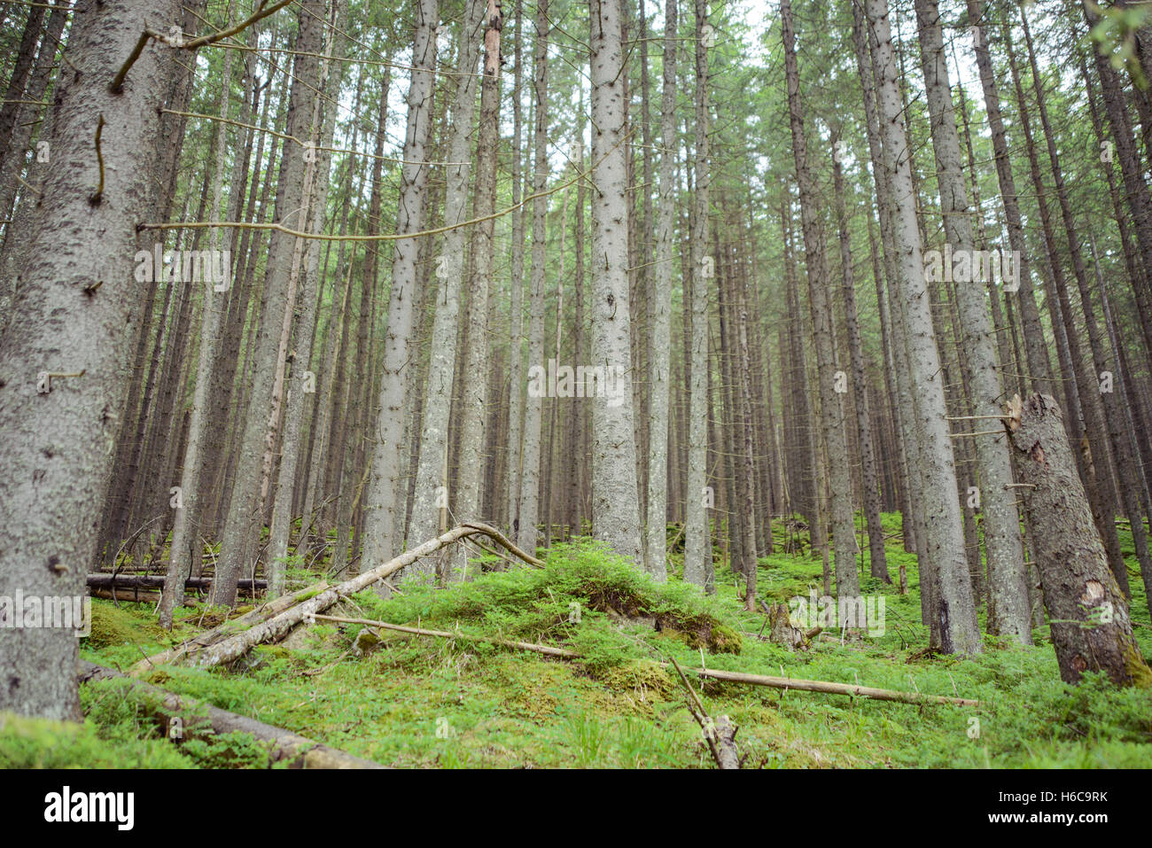 Beautiful pine trees on background high mountains Stock Photo - Alamy