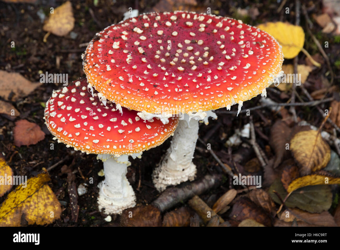 Amanita muscaria, fly agaric toadstools, showing spotted red caps amidst fallen birch leaves Stock Photo