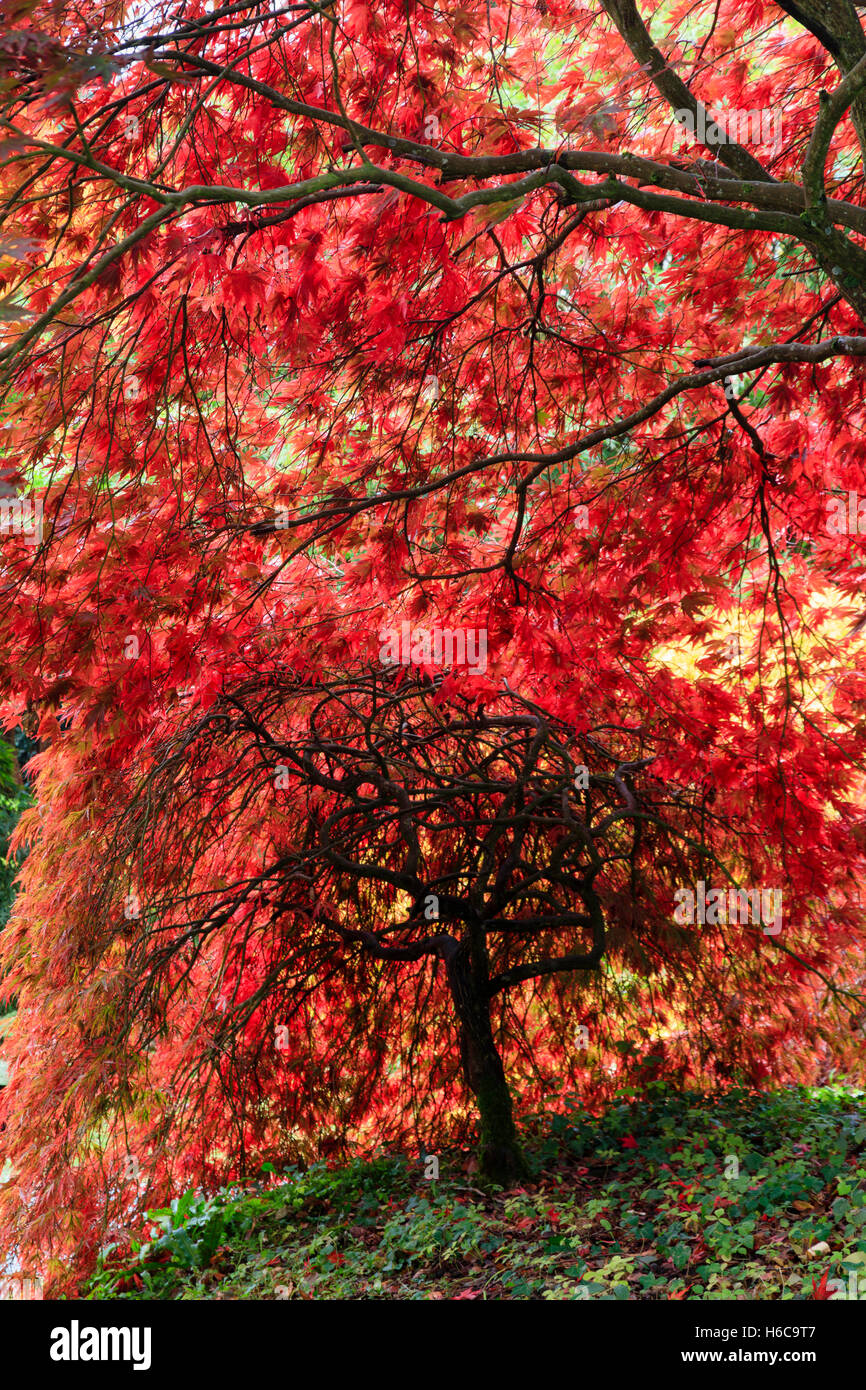 Backlit red Autumn foliage of two Japanese maples, Acer palmatum varieties in the Acer glade at