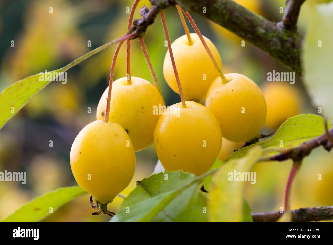 Yellow autumn crab apples of the deciduous small tree, Malus 'Comtesse de Paris' Stock Photo