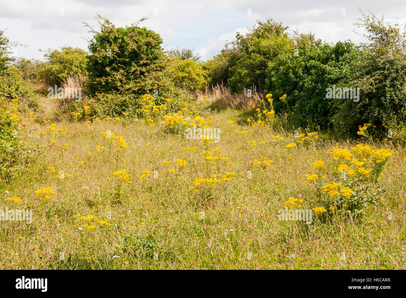 Field of ragwort in flower hi-res stock photography and images - Alamy