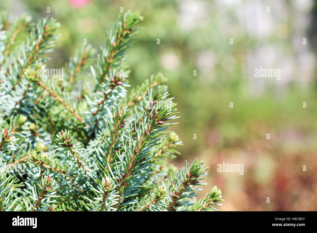Green leaves of the spring season Stock Photo - Alamy