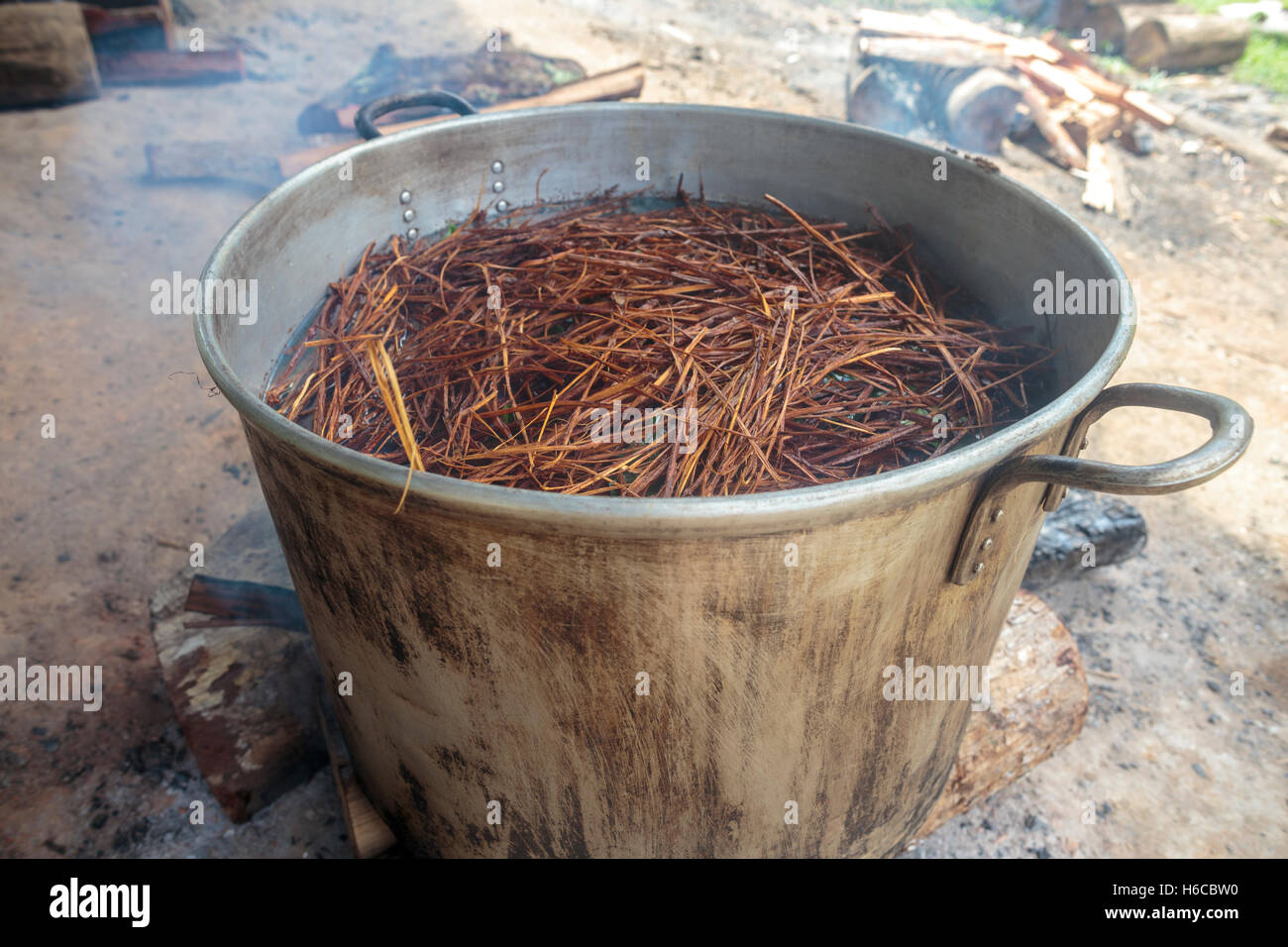A forty litre pot containing shredded Ayahuasca vine; Banisteriopsis caapi, and the leaves of a chacruna bush which contains DMT Stock Photo